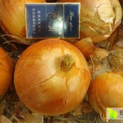 民勤三雷魏卿8月黄皮洋葱