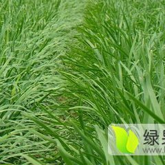 藁城里庄张先生8月韭菜