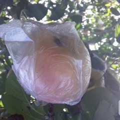 山西临猗红将军大量上市，纸袋，膜袋