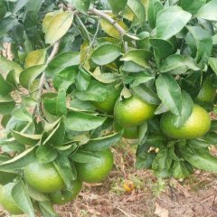 重庆秀山特早蜜桔柑橘质量上乘