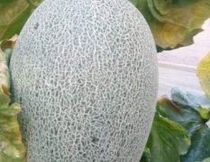 寿光田马赵磊4月西周蜜甜瓜