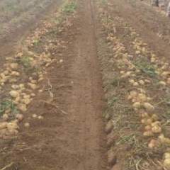 张北二台韩燕军8月荷兰十五土豆