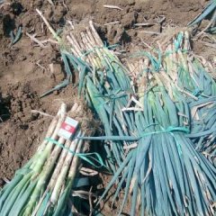 平度大葱火爆招商中质量较好