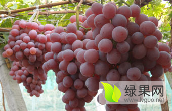 陕西大荔葡萄长势旺盛