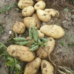 河北省张家口市沽源县马铃薯