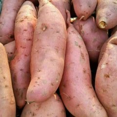 河北枣强龙署九号红薯是名优特产