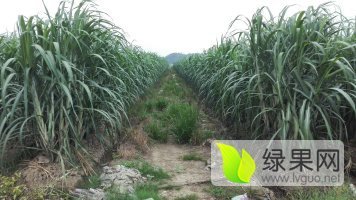 宁乡黄皮甘蔗--价格优惠
