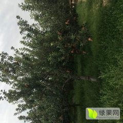 宁夏中卫苹果销售代办