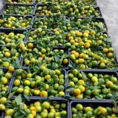 点军土城刘运涛6月三峡蜜桔柑橘