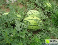 库伦旗六家刘新峰8月万清9698西瓜