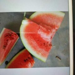 陕西定边金花一号西瓜何去何从