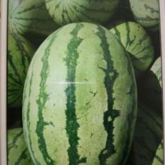 陕西定边金城5号西瓜价格行情平稳