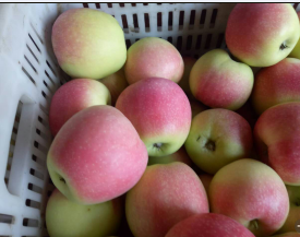 临猗苹果绿色无公害,诚信经营，客户至上