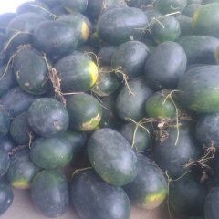 2016晋州市西瓜走过路过不要错过