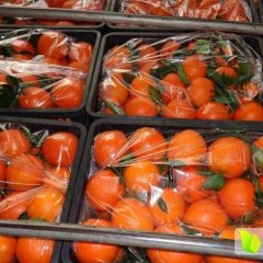 专业代销批发柑橘、脐橙