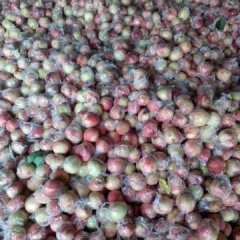 万荣毛桃8月膜袋离核红不软毛桃