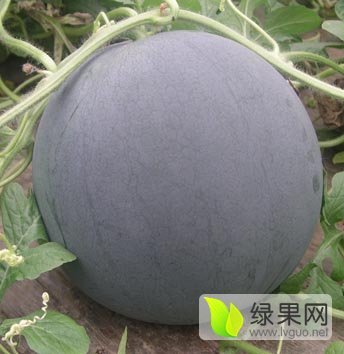 2016年河南开封黑皮无籽价格