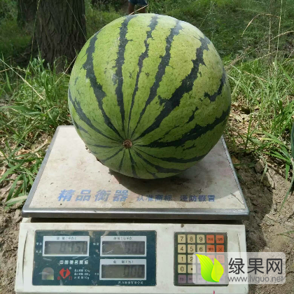 2016年吉林公主岭地雷瓜价格