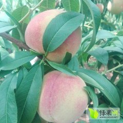 2016安丘蜜桃收购工作全面开展