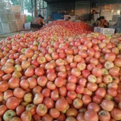 东昌府西红柿绿色无公害,沙镇刘广强诚信合作