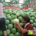 扶沟西瓜著名品牌,口感佳！品质好！