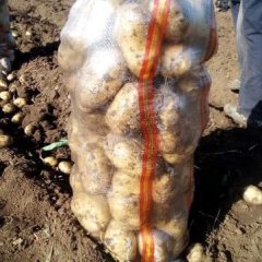 围场太平地温经理8月荷兰十五土豆期待您的光临