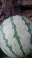 大量批发扶沟西瓜西瓜便宜了
