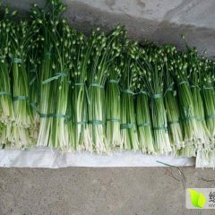 大理市韭菜上货量大