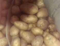 博山区北博山村土豆0.5一斤