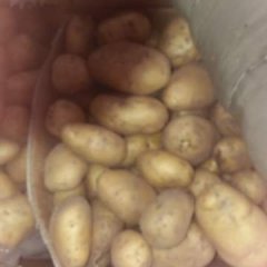 博山区北博山村土豆0.5一斤