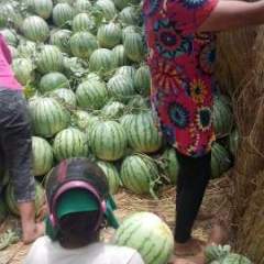 2016扶沟西瓜值得出手