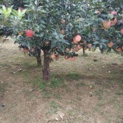 临猗闫家邓敏兵8月红星苹果