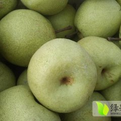 安徽砀山酥梨名扬天下