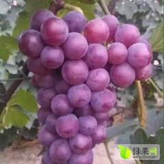 饶阳巨峰葡萄大量上市了，套袋果