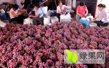 2016大荔葡萄产地批发价格