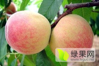 大荔毛桃批发价格，膜袋毛桃基地