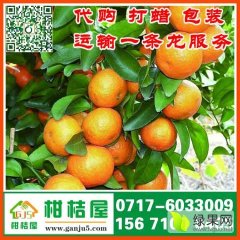 2016年宜昌特早柑子供货产地_宜昌早熟柑桔