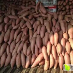 诚信代办龙薯九～商薯十九红薯