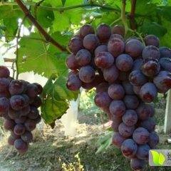 晋州市葡萄口感爽口,周头赵诚信合作