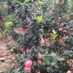 山西运城临猗东张西寺后红星苹果