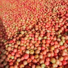 莘县河店楚书香西红柿基地