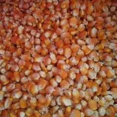 大量采购碎米大米，玉米，木薯淀