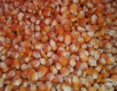 大量采购碎米大米，玉米，木薯淀