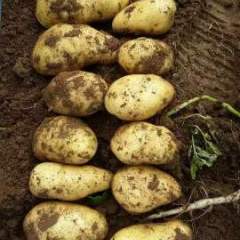 内蒙古太仆寺旗荷十五，夏波蒂土豆火热上市