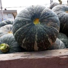 山西神池新明诚信合作社水果南瓜