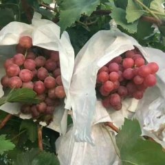 2016大荔葡萄价格波动不大