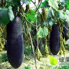 优质冬瓜诚信合作