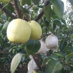 蒲城酥梨产销两旺龙阳王涛诚信合作