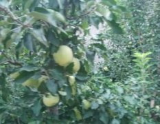 陕西蒲城青苹果著名品种