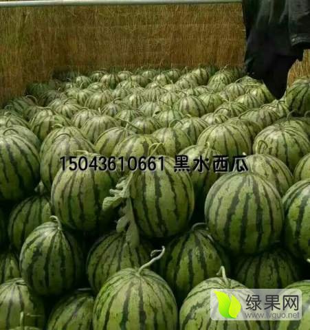 地雷瓜价格